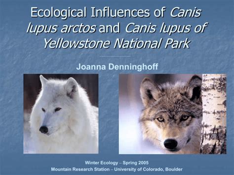 The Ecological Impact of Canis lupus on Ecosystems