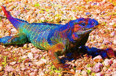 The Elusive Multicolored Reptile: A Legend or Existence?