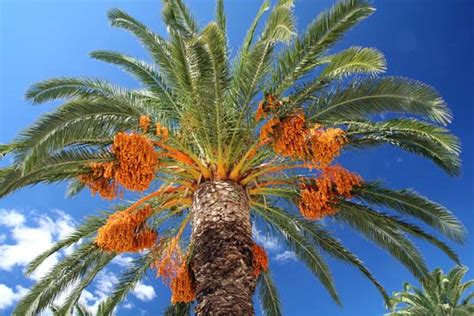 The Elusive Symbolism of the Descending Palm Fruit