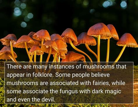 The Enchanted Connection: Folklore and Symbolism Concerning Mushrooms