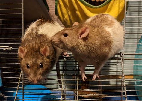 The Enchanting Allure of Companion Rats