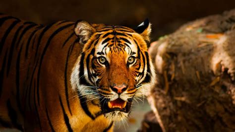 The Enchanting Influence of Tigers in Reveries
