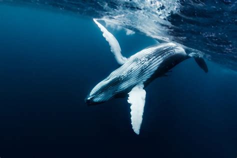 The Enchanting Lives of Whales: Glimpses into Their Majestic Realm