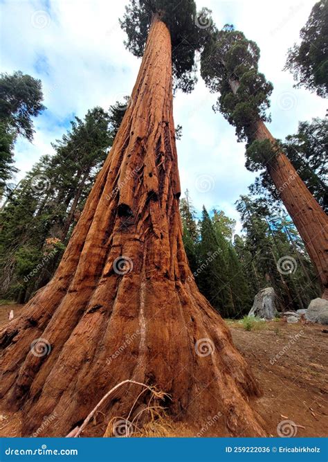 The Enchanting Realm of Towering Sequoias