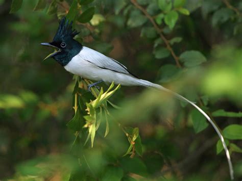 The Enchanting Visions of the Captivating Bird of Paradise