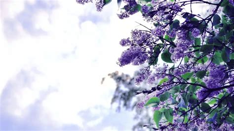 The Enchanting World of Lilac Dreams