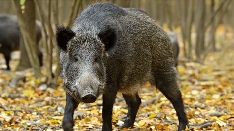 The Enchantment of Pursuing Feral Swine