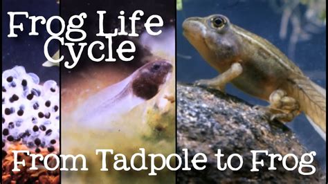 The Enchantment of Tadpoles and Their Enigmatic Metamorphosis