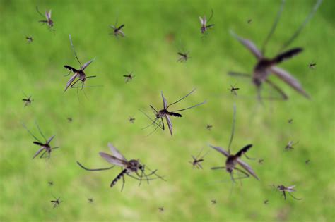 The Enigma Behind Dreams of Swarming Mosquitoes