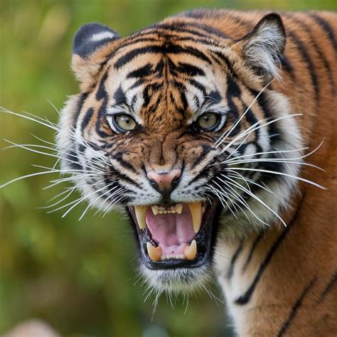 The Enigma Behind Nightmares of Confronting an Enraged Tiger