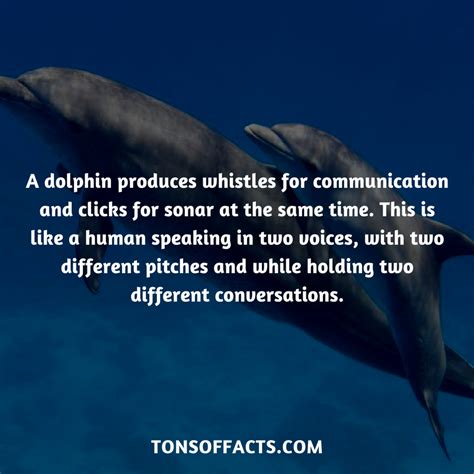 The Enigma of Dolphin Communication: From Clicks to Whistles