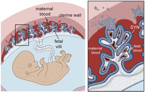 The Enigma of Placental Reveries