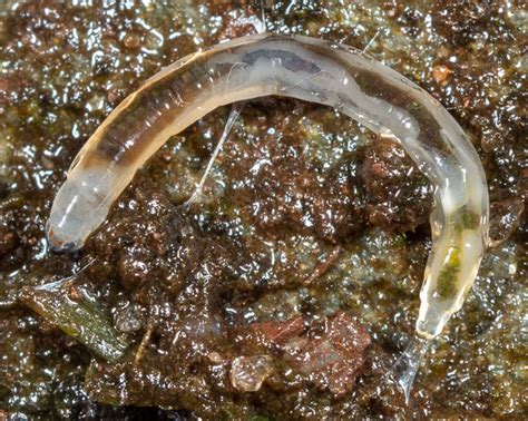 The Enigmatic Beauty of Translucent Worms