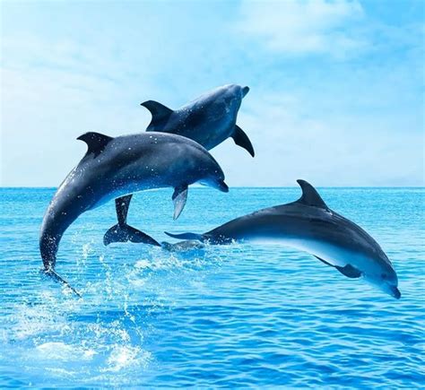 The Enigmatic Behavior of Dolphins