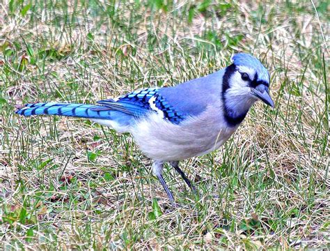 The Enigmatic Blue Jay: A Representation of Inquisitiveness and Intellect