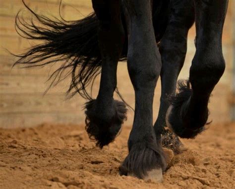 The Enigmatic Communication of Equine Hoofbeats