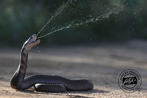 The Enigmatic Dancing Moves of the Spitting Cobra