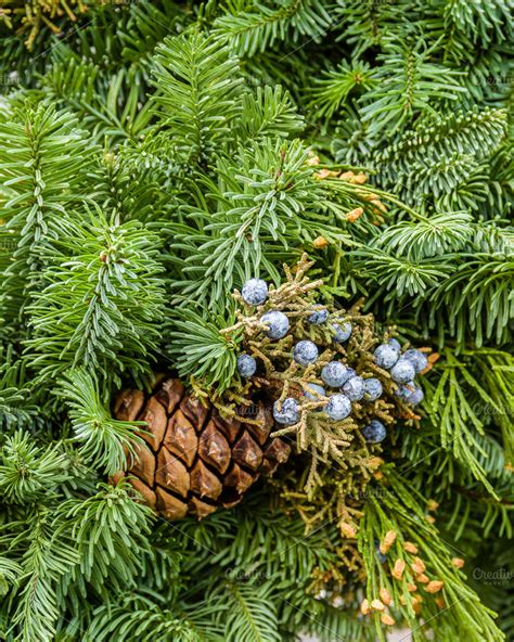 The Enigmatic Language of Descending Evergreen Boughs