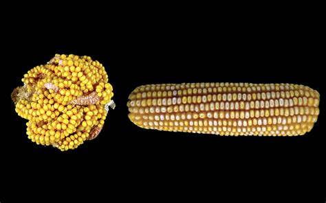 The Enigmatic Origins of Maize Cob Fantasies