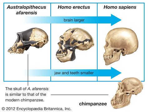 The Enigmatic Origins of the Ebony Skeleton