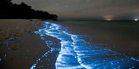 The Enigmatic Phenomenon of Bioluminescence