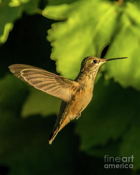 The Enigmatic Realm of Golden Hummingbirds