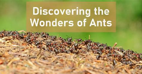 The Enigmatic World of Intriguing Ant Swarms