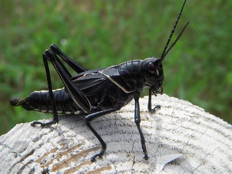 The Enigmatic World of the Black Grasshopper
