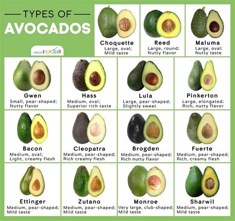 The Evolution and Historical Journey of Rare Avocado Varieties