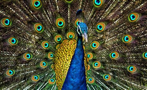 The Evolutionary Significance of Elaborate Plumage in Male Peafowls