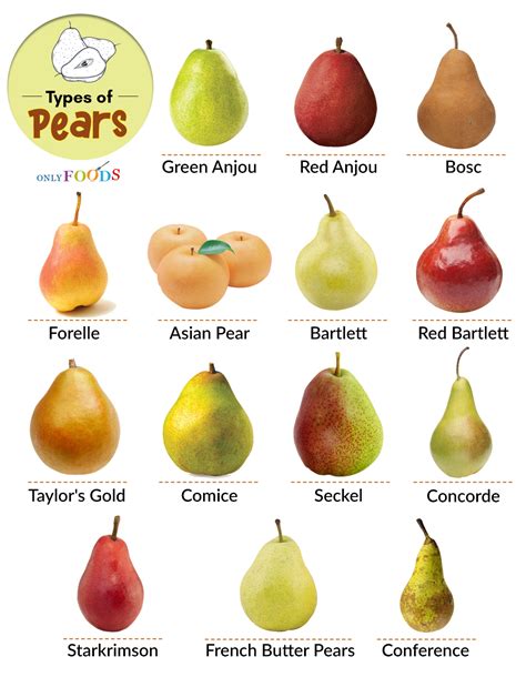 The Exquisite Variety of Pears: Exploring a Plethora of Flavors