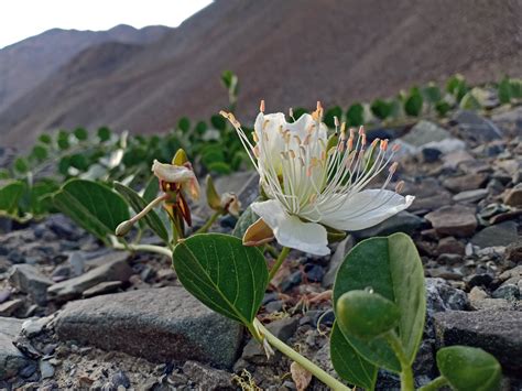 The Extraordinary Flora and Fauna of the Arid Lake