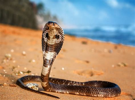 The Fascinating Charm of the Multihued Cobra Species