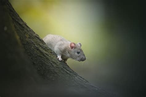 The Fascinating Presence of Rodents in Dreams