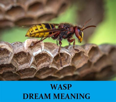 The Fascinating Psychology Behind Dreams of Being Pursued by Wasps