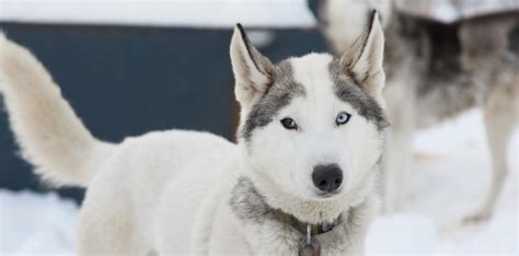 The Fascinating Realm of the Enigmatic Arctic Canine