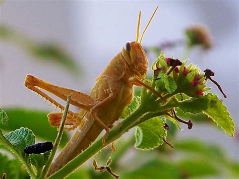 The Fascinating Role of the Mysterious Dark Grasshopper in Folklore and Mythology