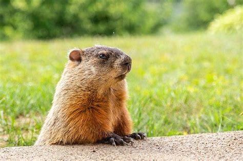 The Fascinating Science Behind Groundhog Dreams
