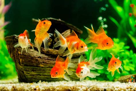 The Fascinating World of Miniature Goldfish Species