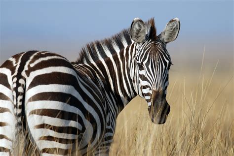 The Fascinating World of Stripes: An Exploration into the Enigmatic Nature of Zebras