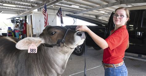 The Fascination of Legendary Bovine Showdowns