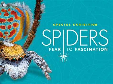 The Fascination with Artificial Arachnids