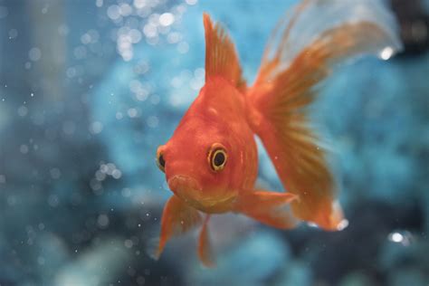 The Fundamentals of the Petite Goldfish Aspiration