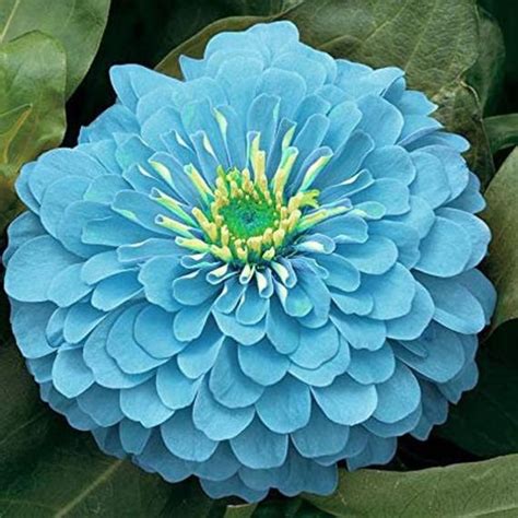 The Genesis: A Humble Beginning for Zinnia Blue