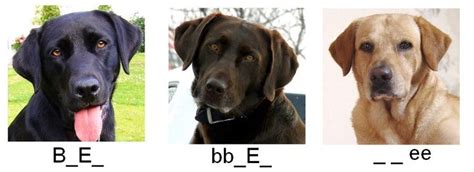 The Genetic Factors Influencing Black Labrador Retrievers