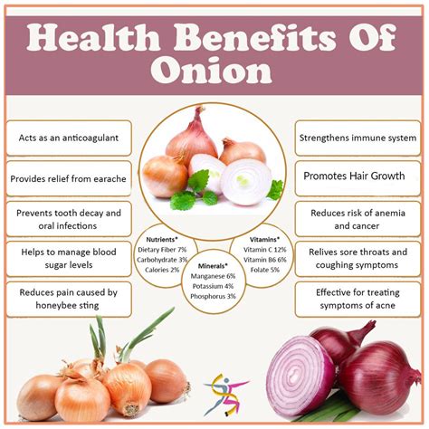The Health Benefits and Culinary Uses of Harvested Onions