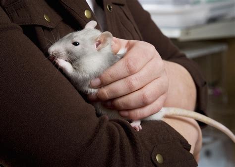 The Health Benefits of Having a Rat Companion