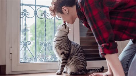 The Heartfelt Bond: Why Pets Occupy a Special Place in Our Hearts