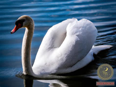 The Hidden Meaning of Swan Bites: Deciphering the Enigmatic Messages