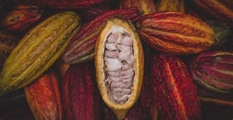 The Historical Background: Unveiling the Origins of the Illustrious Cocoa Plant